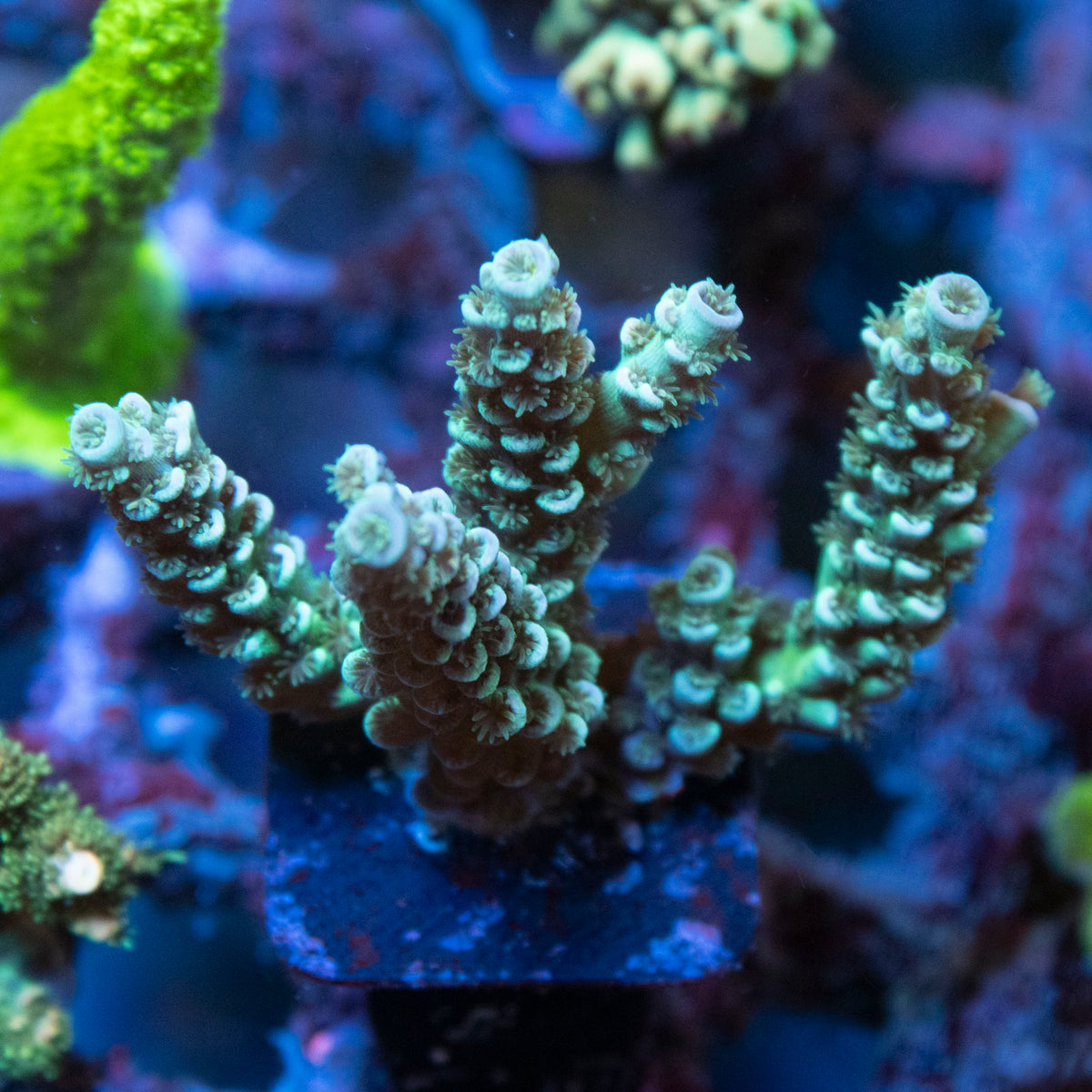 Assorted Acropora coral frag from AquaGem Corals