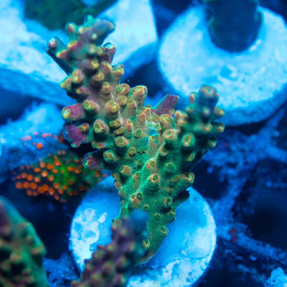 Assorted Acropora live reef coral - AquaGemCorals