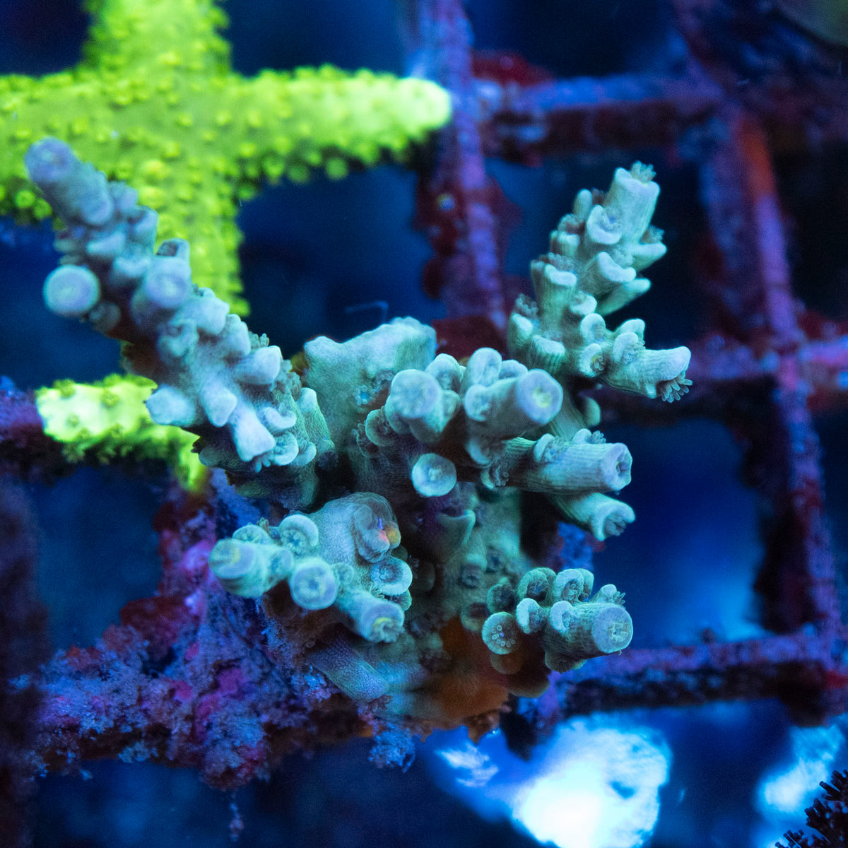 Assorted Acropora coral frag from AquaGem Corals