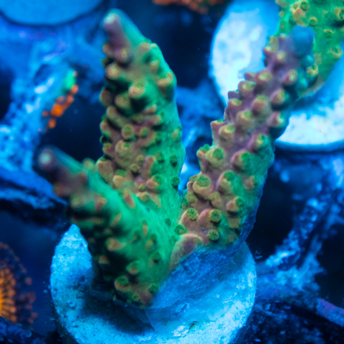 Assorted Acropora live reef coral - AquaGemCorals