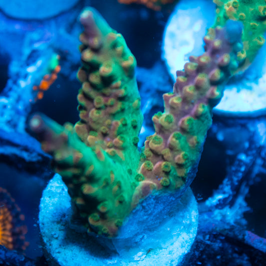 Assorted Acropora live reef coral - AquaGemCorals