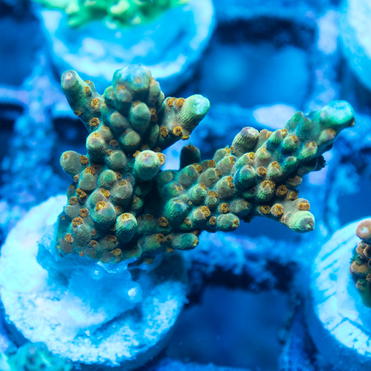 Assorted Acropora live reef coral - AquaGemCorals