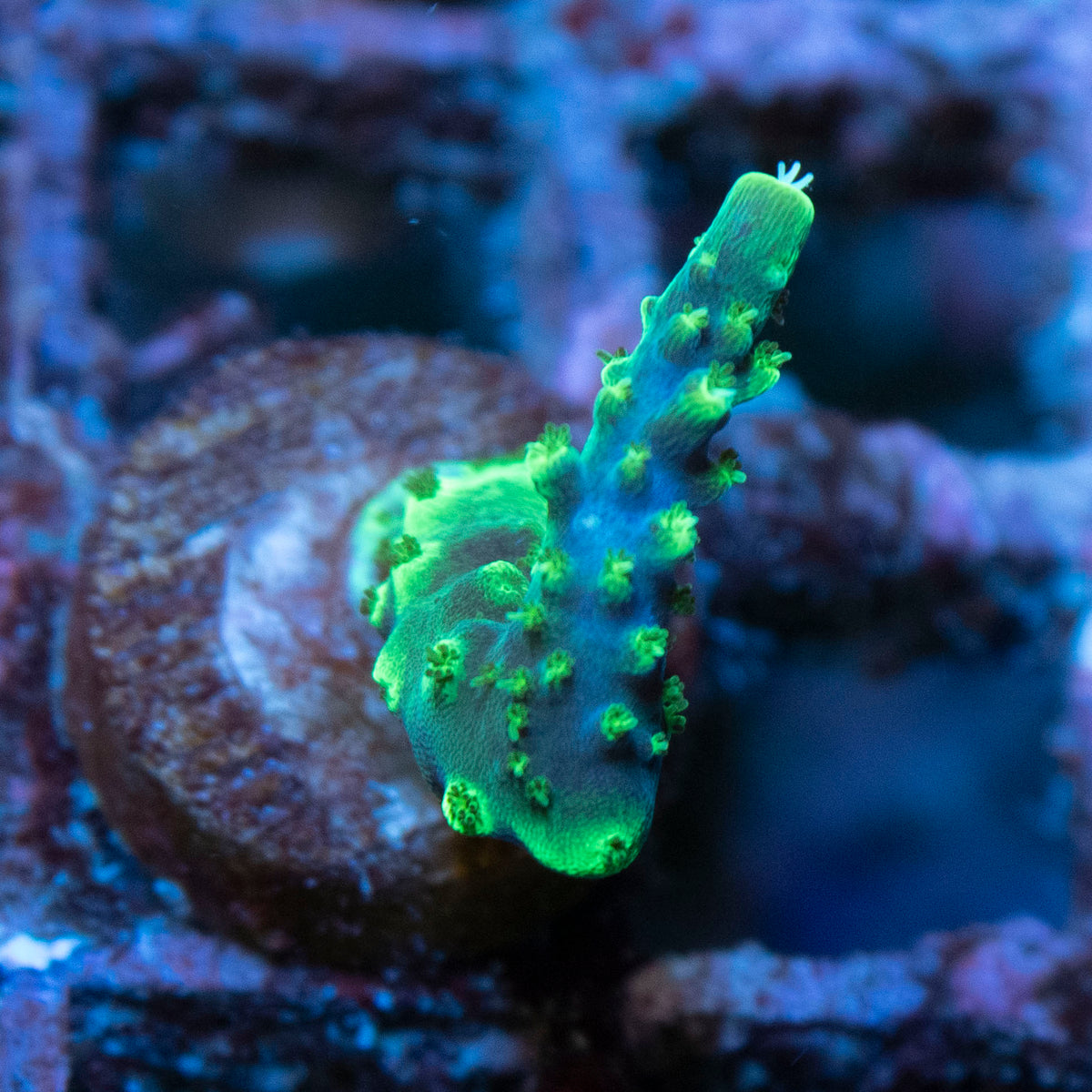 Assorted Acropora coral frag from AquaGem Corals
