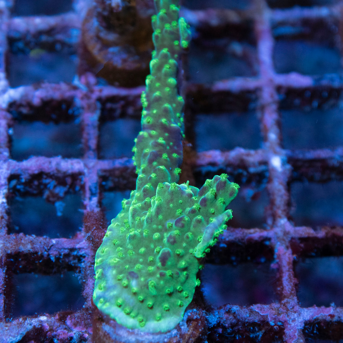 Assorted Acropora coral frag from AquaGem Corals