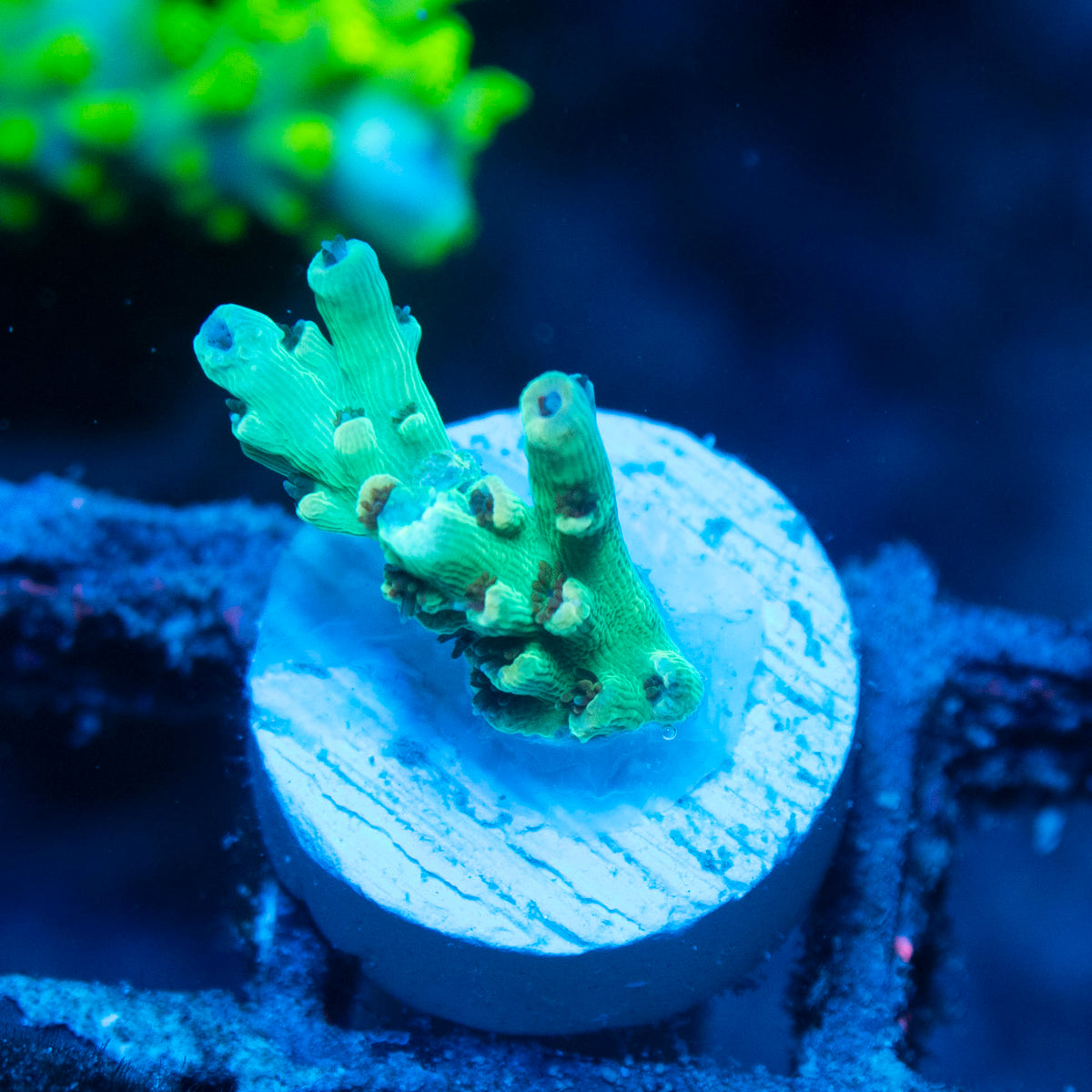 Assorted Acropora live reef coral - AquaGemCorals
