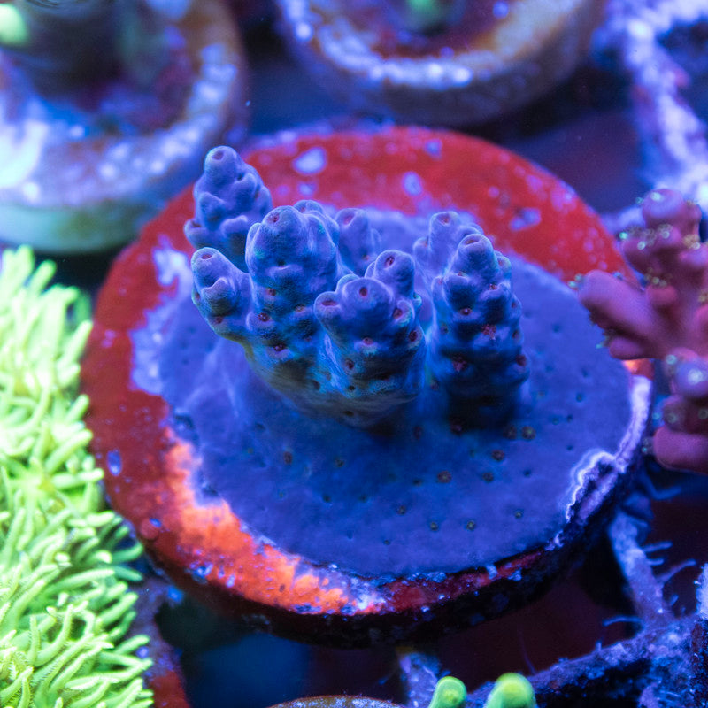 Assorted Acropora