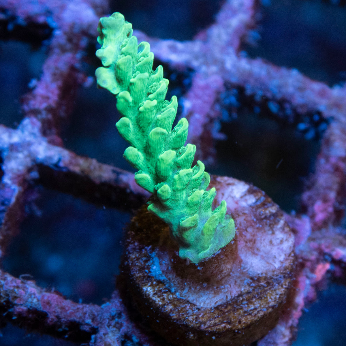 Assorted Acropora coral frag from AquaGem Corals