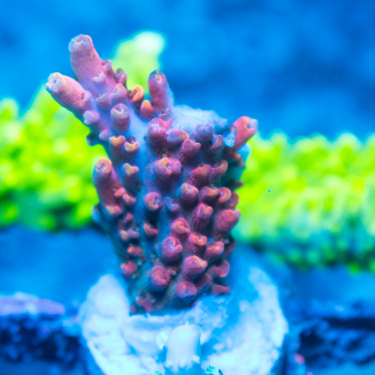Assorted Acropora live reef coral - AquaGemCorals
