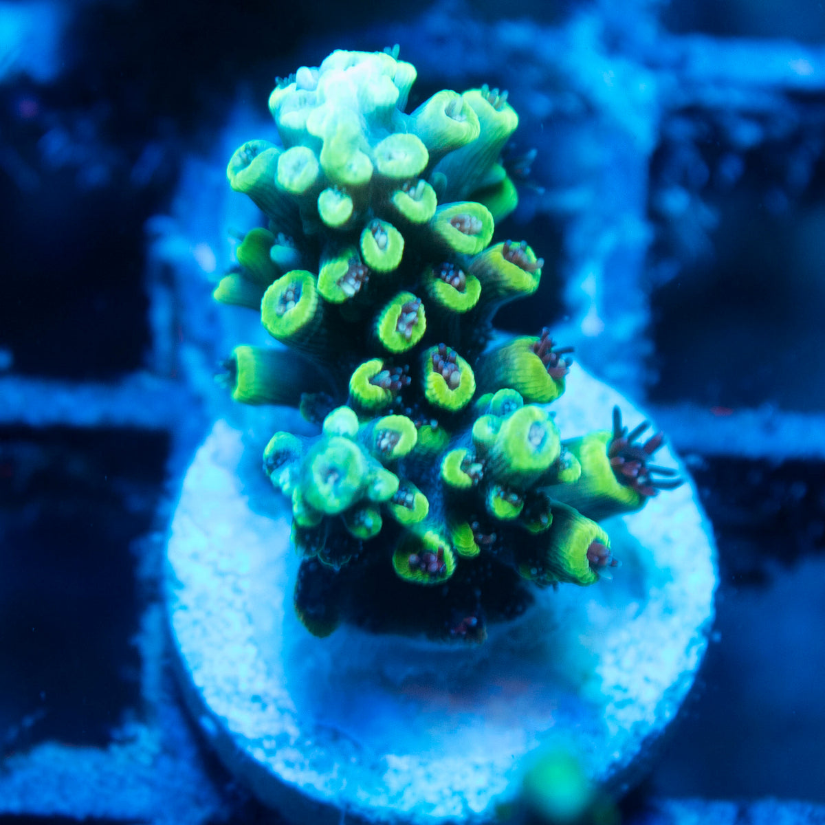 Assorted Acropora live reef coral - AquaGemCorals