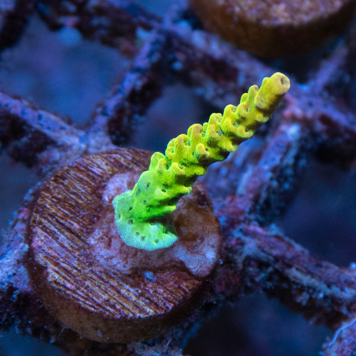 Assorted Acropora coral frag from AquaGem Corals