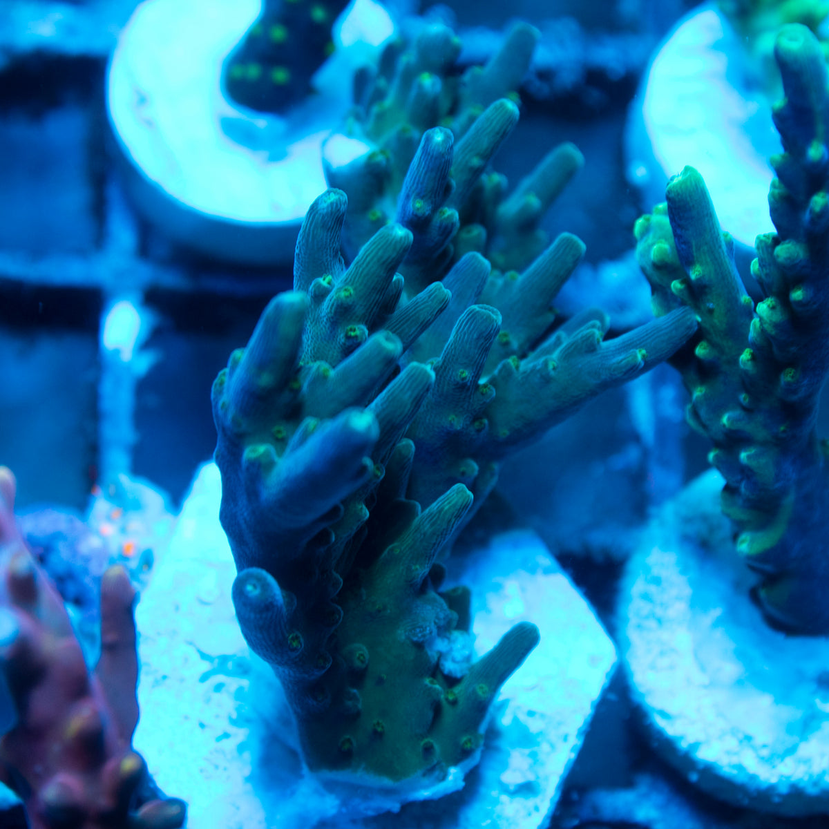 Assorted Acropora live reef coral - AquaGemCorals