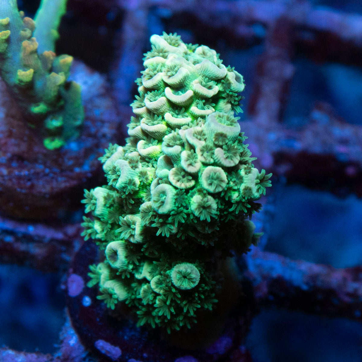 Assorted Acropora coral frag from AquaGem Corals
