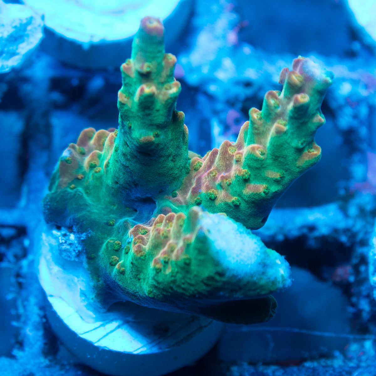 Assorted Acropora live reef coral - AquaGemCorals