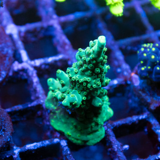 Assorted Acropora