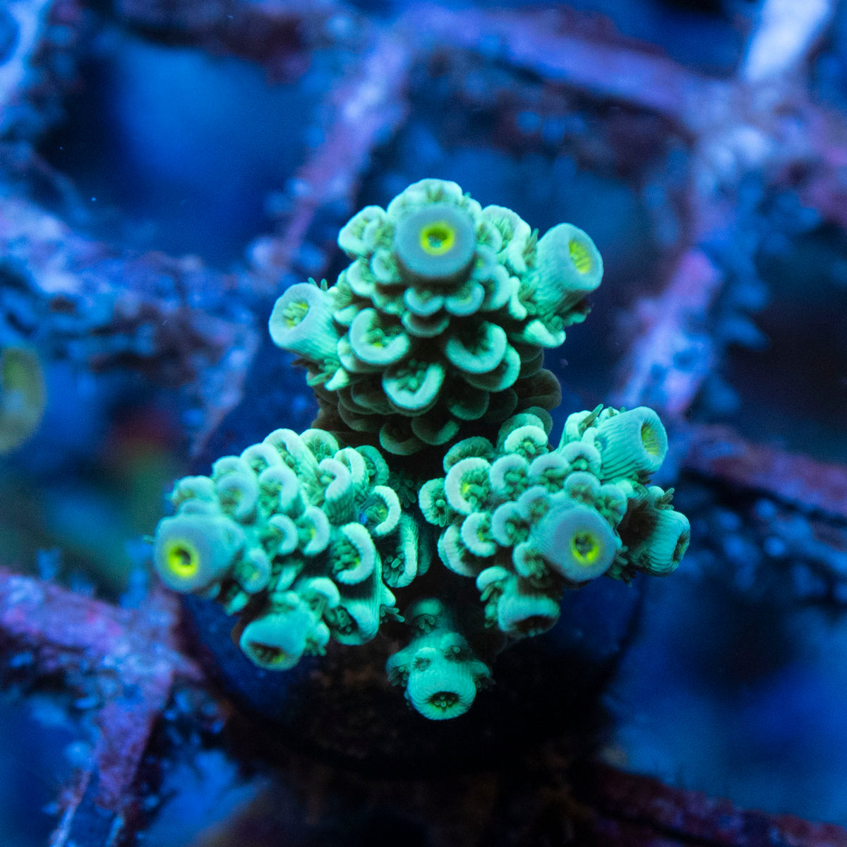 Assorted Acropora coral frag from AquaGem Corals