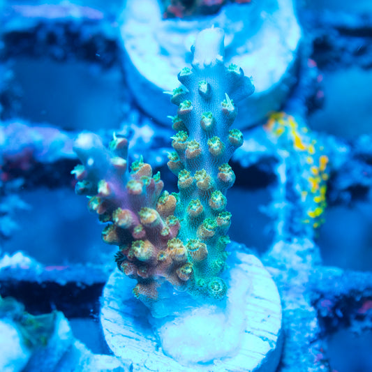Assorted Acropora live reef coral - AquaGemCorals