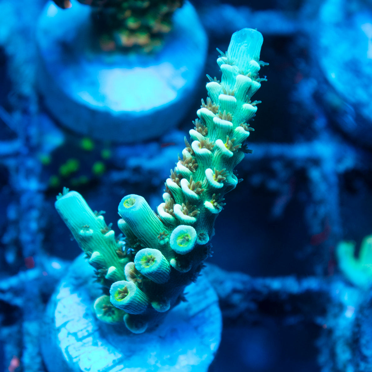 Assorted Acropora live reef coral - AquaGemCorals