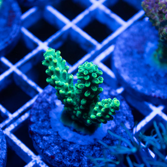 Assorted Acropora