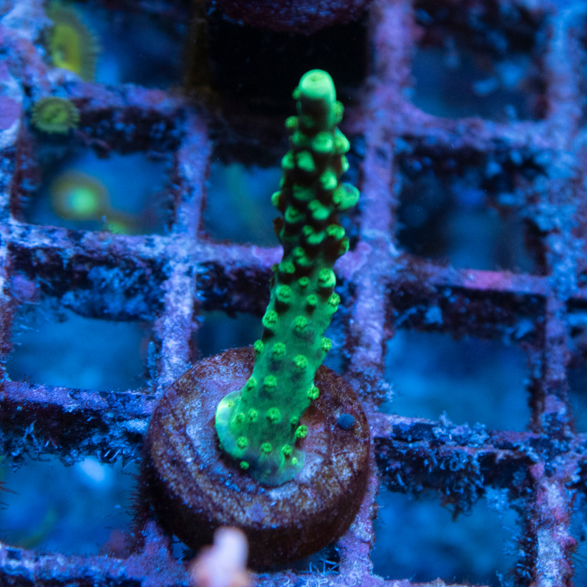 Assorted Acropora coral frag from AquaGem Corals