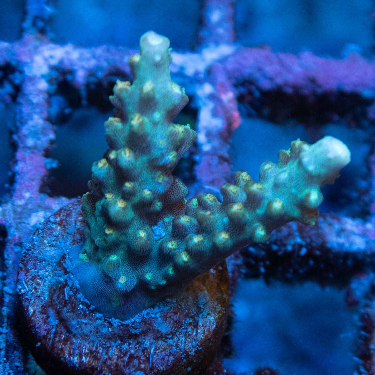 Assorted Acropora coral frag from AquaGem Corals