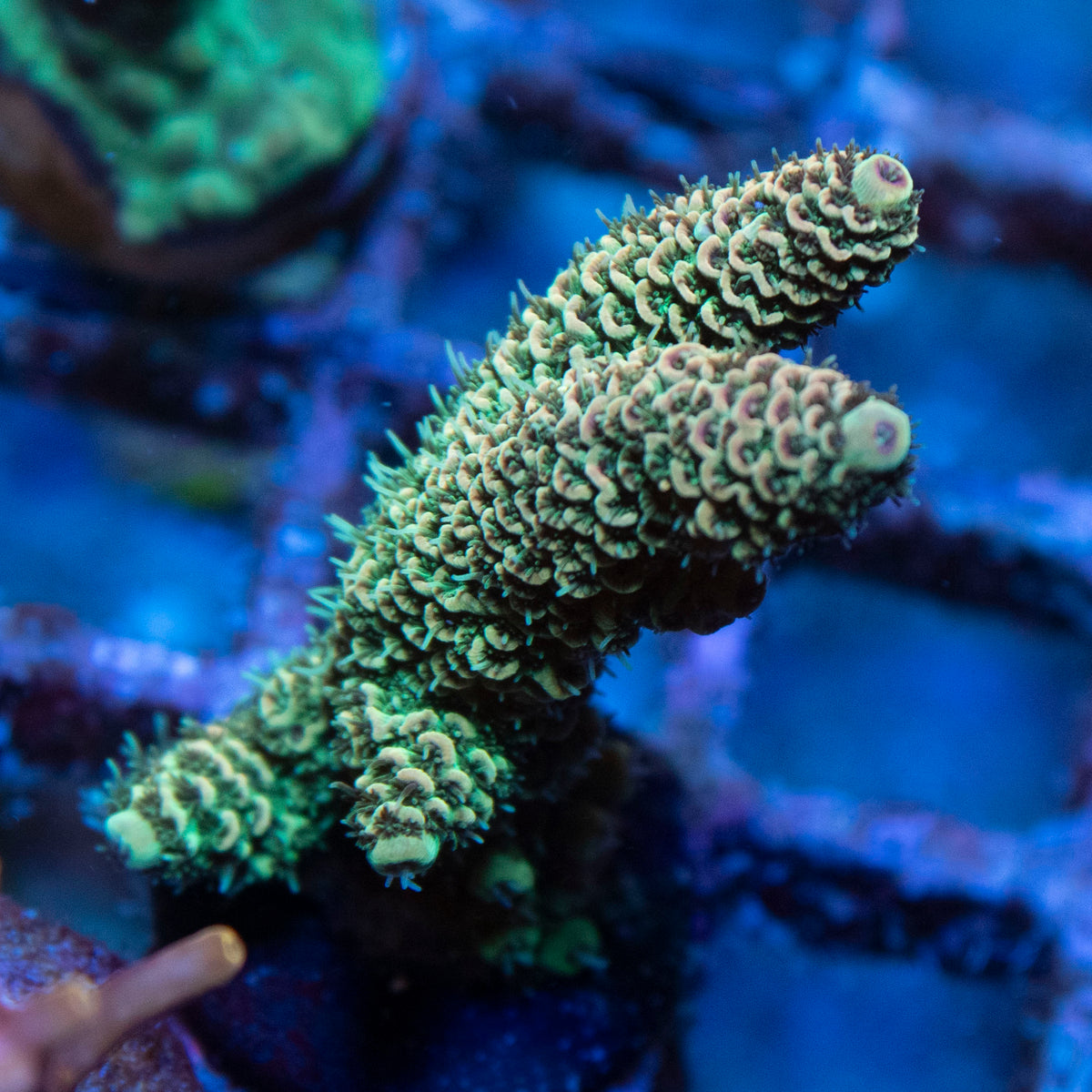 Assorted Acropora coral frag from AquaGem Corals