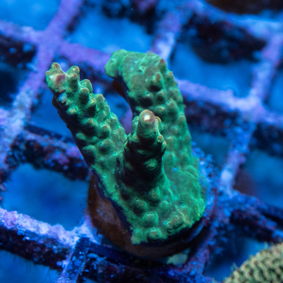 Assorted Acropora coral frag from AquaGem Corals
