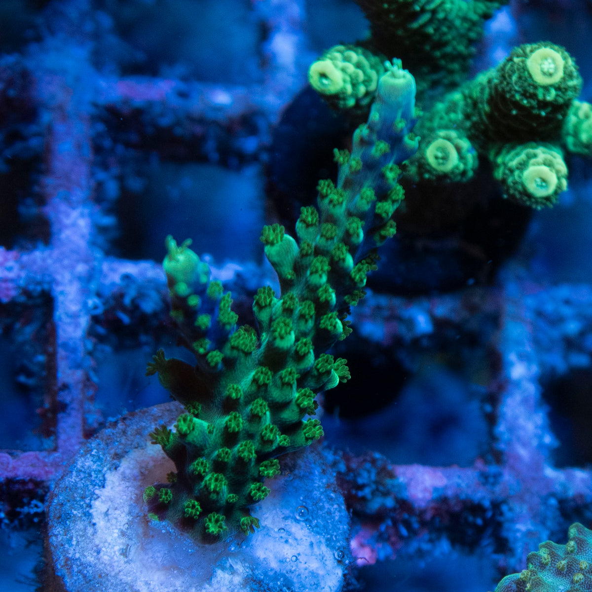 Assorted Acropora coral frag from AquaGem Corals
