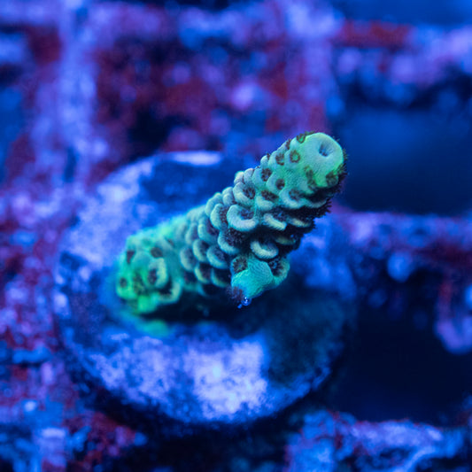 Assorted Acropora
