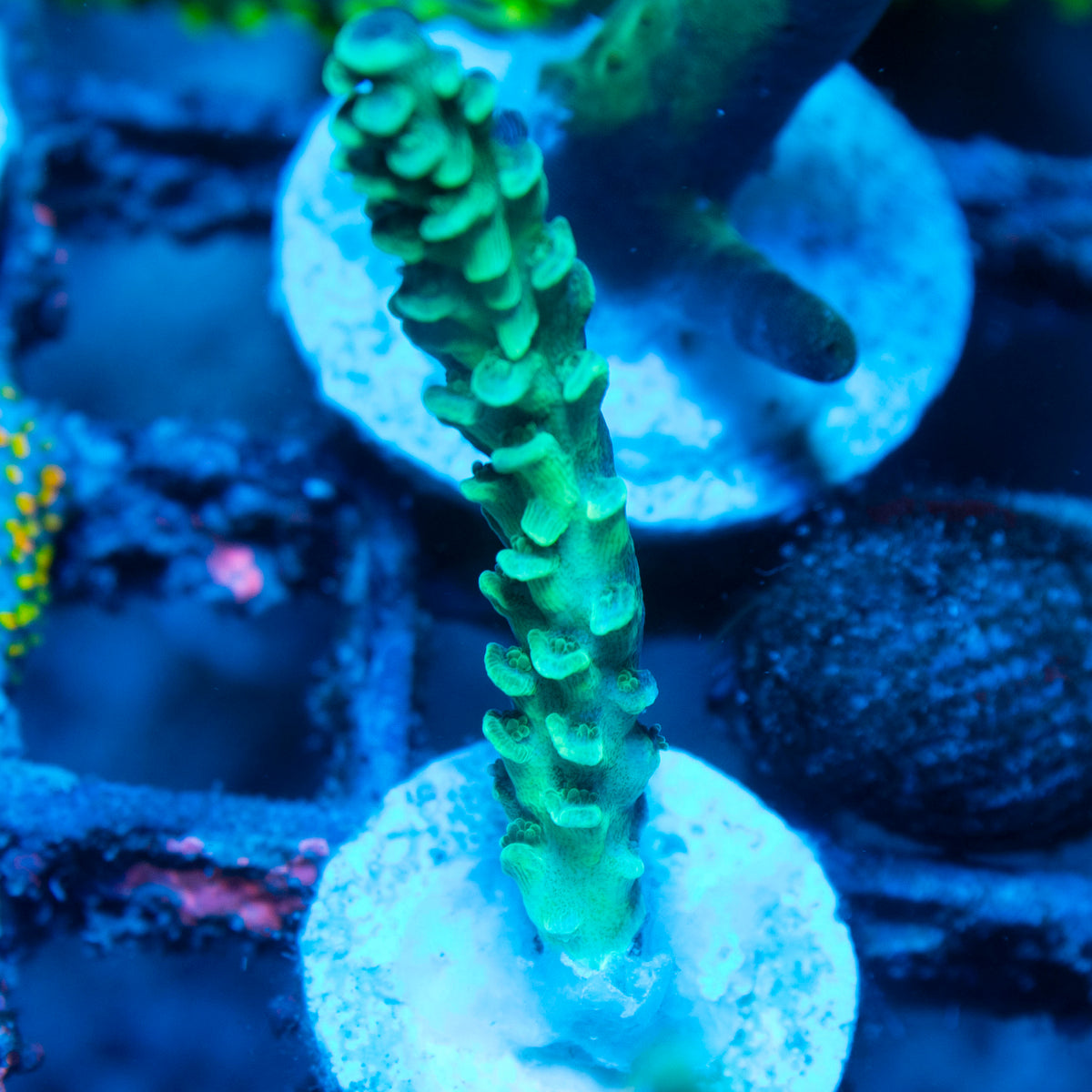 Assorted Acropora live reef coral - AquaGemCorals