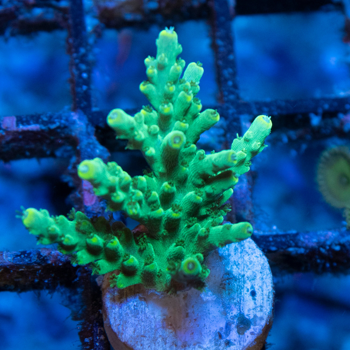 Assorted Acropora coral frag from AquaGem Corals