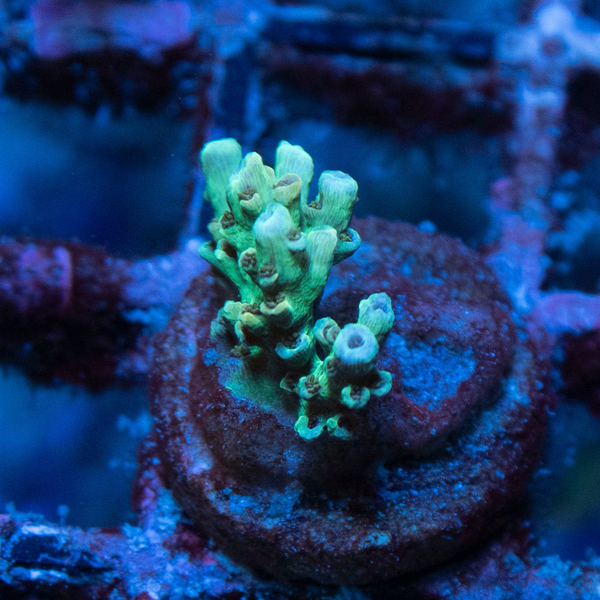 Assorted Acropora coral frag from AquaGem Corals