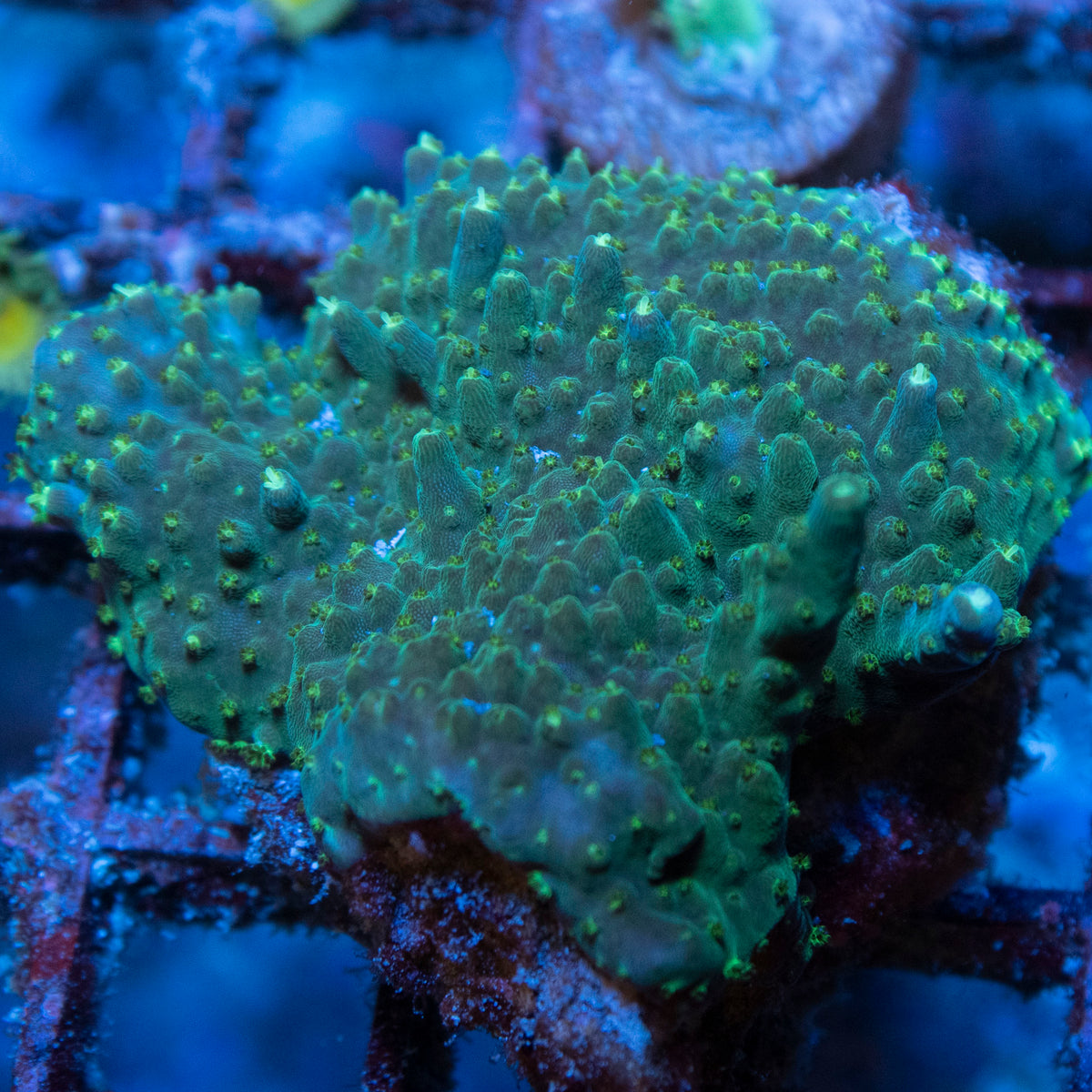 Assorted Acropora coral frag from AquaGem Corals