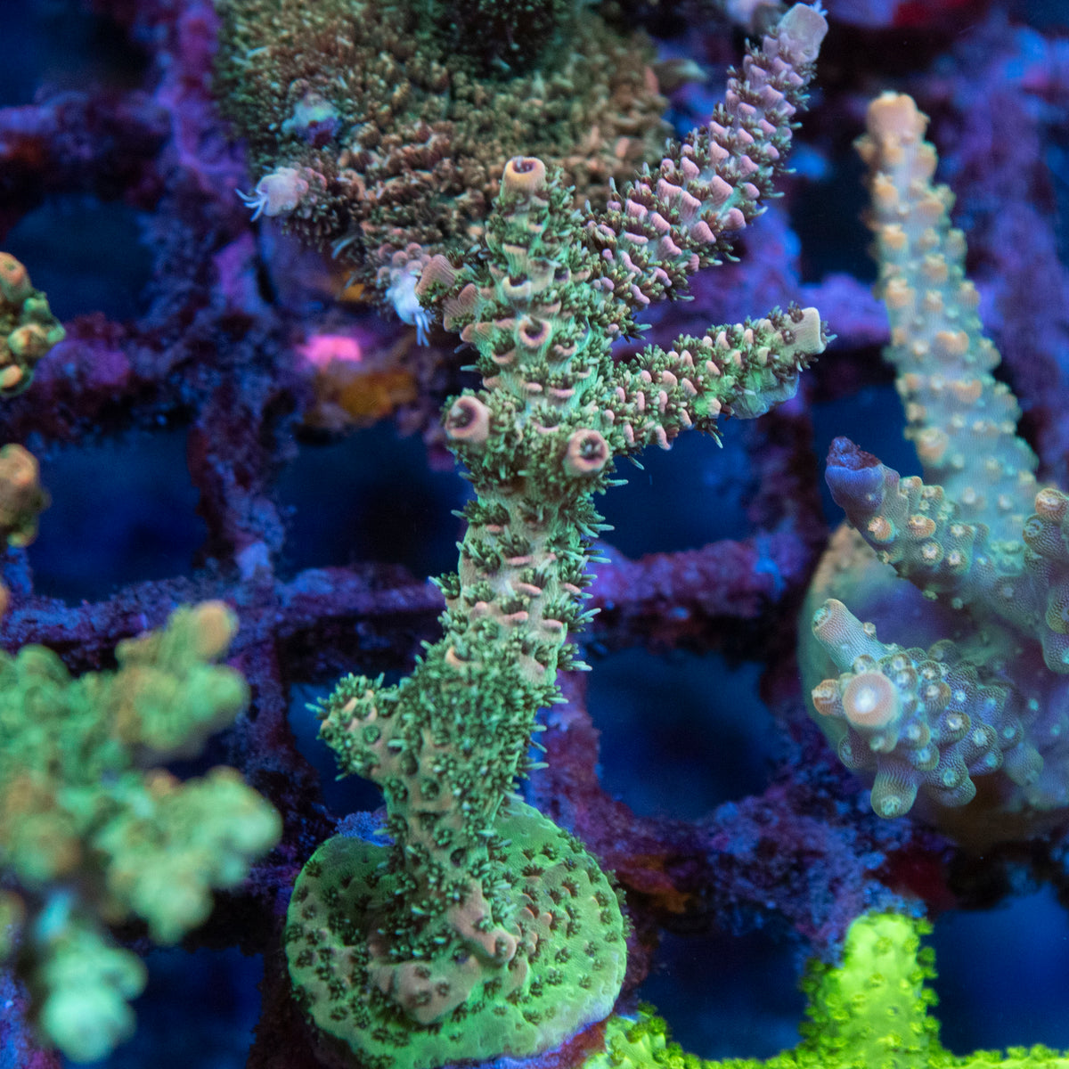 Assorted Acropora coral frag from AquaGem Corals