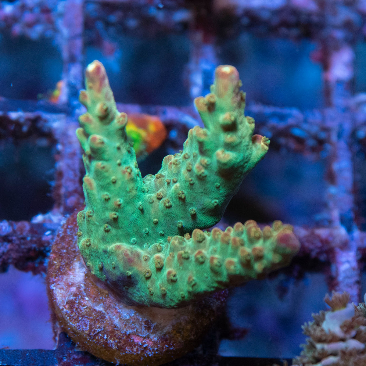Assorted Acropora coral frag from AquaGem Corals