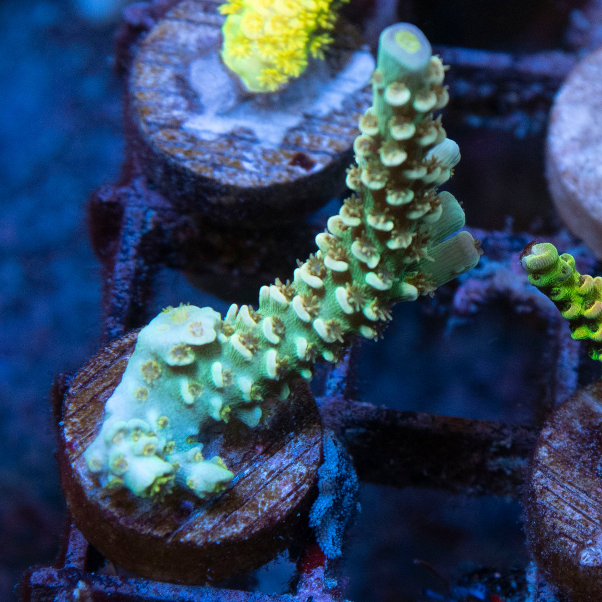 Assorted Acropora coral frag from AquaGem Corals