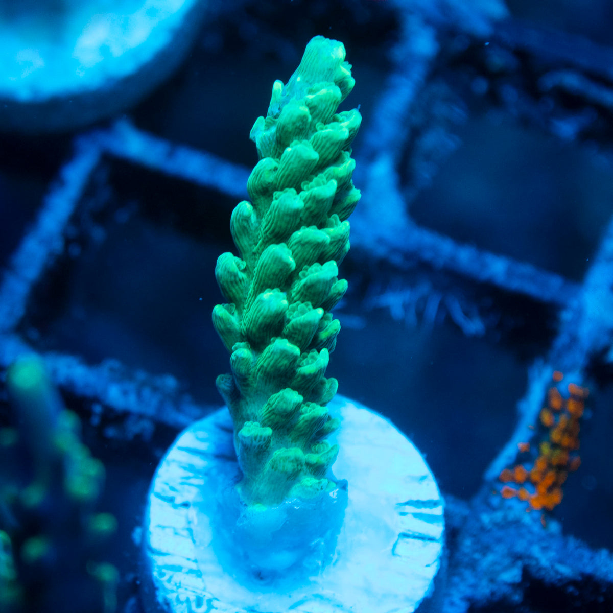 Assorted Acropora live reef coral - AquaGemCorals