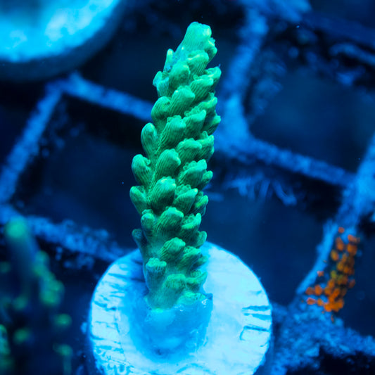 Assorted Acropora live reef coral - AquaGemCorals
