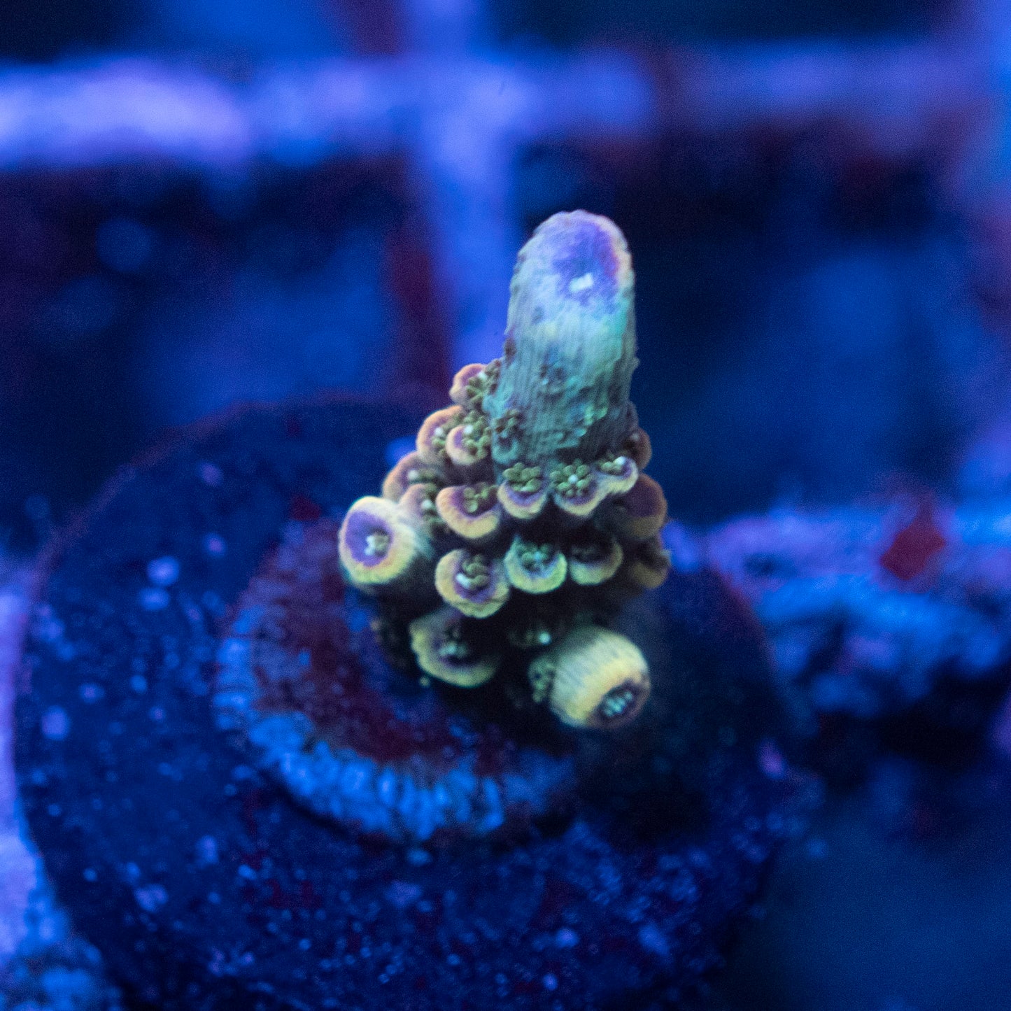 Assorted Acropora