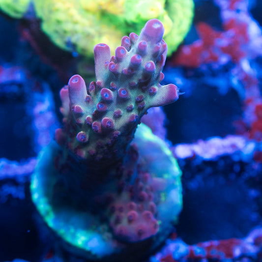 Assorted Acropora