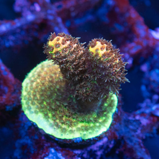 Assorted Acropora