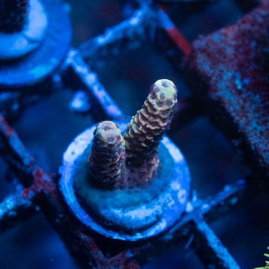 Assorted Acropora
