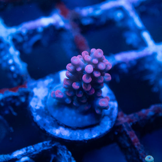 Assorted Acropora