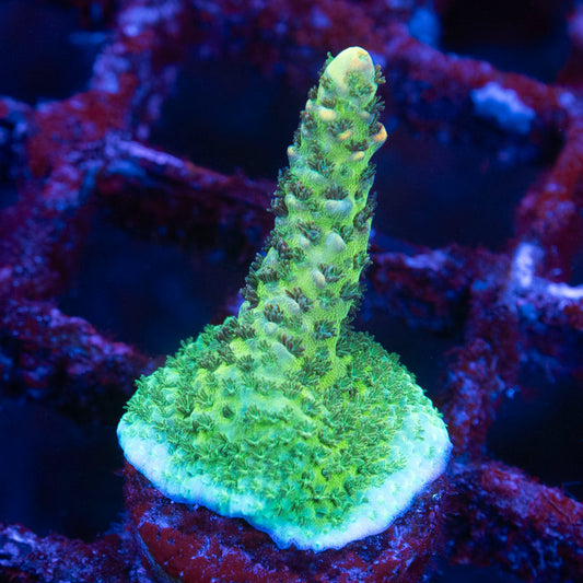 Assorted Acropora
