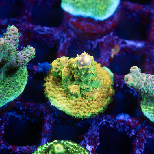 Assorted Acropora