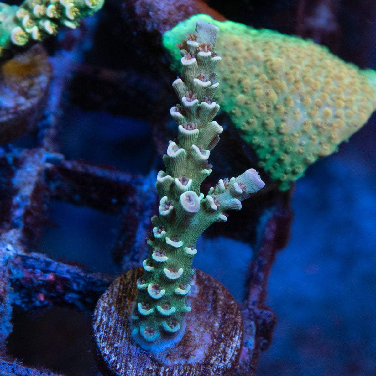 Assorted Acropora coral frag from AquaGem Corals