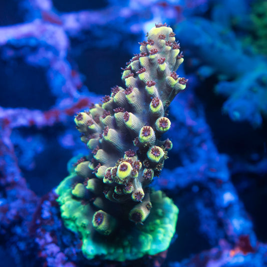 Assorted Acropora