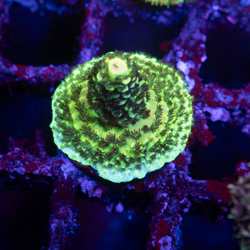Assorted Acropora - AquaGemCorals