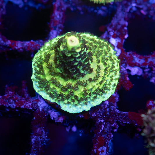 Assorted Acropora