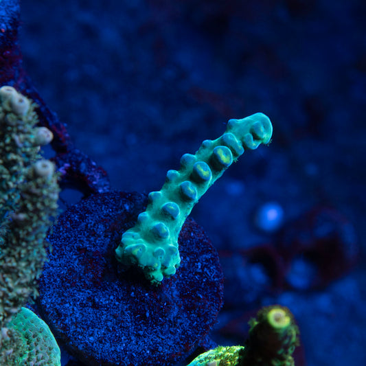 Assorted Acropora