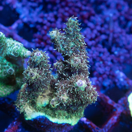 Assorted Acropora - AquaGemCorals